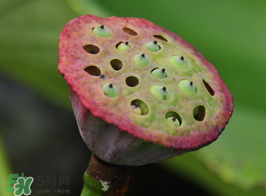 蓮蓬多少錢一斤？蓮蓬多少錢一個(gè)？