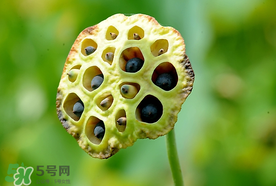 蓮蓬什么時(shí)候成熟？蓮蓬什么時(shí)候上市？