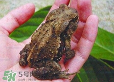 癩蛤蟆有毒嗎？捉了癩蛤蟆手會(huì)有毒嗎？