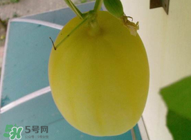 黃金瓜什么時候成熟？黃金瓜什么時候吃？