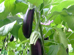 茄子怎么挑選？如何挑選茄子？