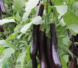 茄子皮敷臉可以祛斑嗎？茄子皮祛斑正確方法