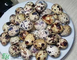 鵪鶉蛋和雞蛋哪個營養(yǎng)價值高？鵪鶉蛋怎么選購？