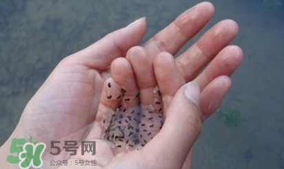 蟾蜍是不是癩蛤蟆？蟾蜍和青蛙的區(qū)別
