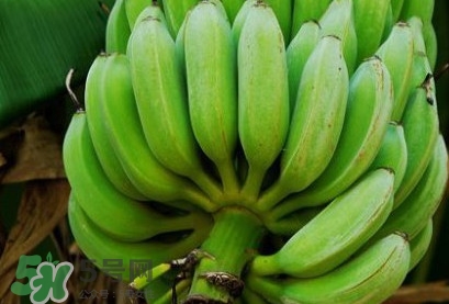 芭蕉可以放冰箱嗎？芭蕉能放冰箱保存嗎