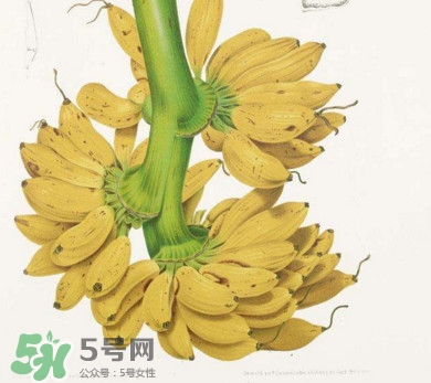芭蕉可以治便秘嗎？芭蕉的功效與作用