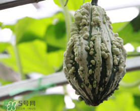 蛇瓜多少錢(qián)一斤？蛇瓜種子在哪里買(mǎi)到？