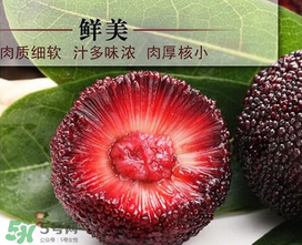 荸薺楊梅和東魁楊梅哪個(gè)好吃？荸薺楊梅跟東魁楊梅有什么區(qū)別？