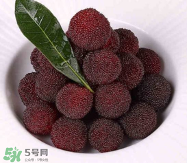 荸薺楊梅和東魁楊梅哪個(gè)好吃？荸薺楊梅跟東魁楊梅有什么區(qū)別？