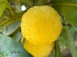 白楊梅可以泡酒嗎？白楊梅泡酒有什么功效？