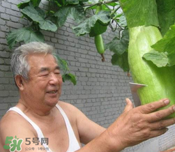 砍瓜種子哪里有賣的？砍瓜多少錢一斤？