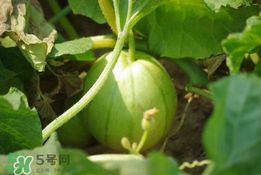菜瓜多少錢一斤？菜瓜怎么挑？