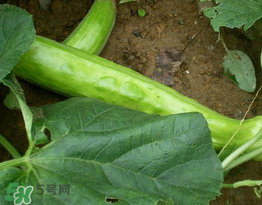菜瓜多少錢一斤？菜瓜怎么挑？