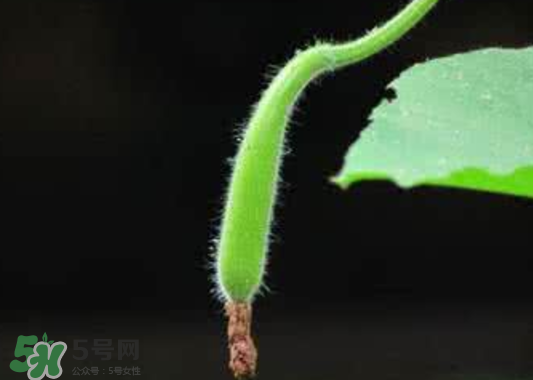 苦瓠子有毒嗎？苦瓠子中毒怎么辦？