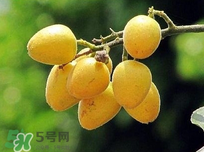黃皮果怎么吃？黃皮果有什么功效