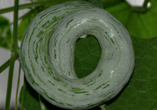 蛇瓜多少錢(qián)一斤？蛇瓜種子在哪里買(mǎi)到？