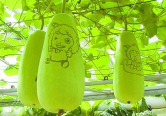 蒲瓜不能和什么一起吃？蒲瓜和什么相克？