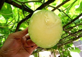 砍瓜種子哪里有賣的？砍瓜多少錢一斤？