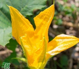 南瓜花怎么洗？南瓜花怎么處理