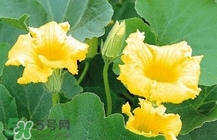 南瓜花怎么做好吃？南瓜花不能與什么同吃