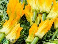 南瓜花花蕊能吃嗎？南瓜花是雌雄同株嗎