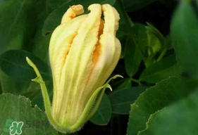 南瓜花怎么洗？南瓜花怎么處理