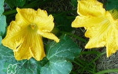 南瓜花花蕊能吃嗎？南瓜花是雌雄同株嗎