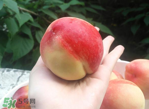 毛桃熱量高嗎？一個毛桃的熱量