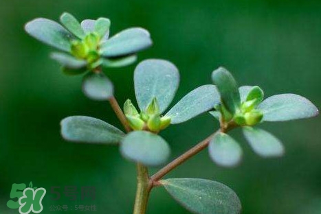 螞蚱菜洗好后怎么保存？剛采的螞蚱菜能存放幾天