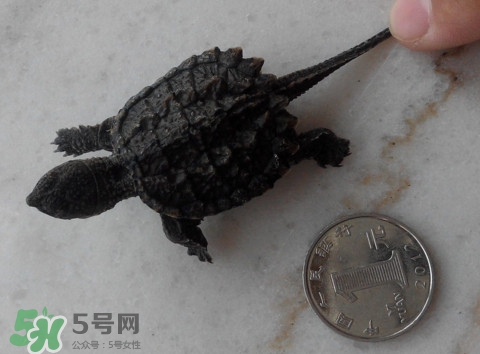 鱷龜是保護動物嗎？鱷龜是外來物種嗎