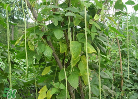 7月份可以種豆角嗎？豆角幾月份種？