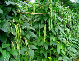 7月份可以種豆角嗎？豆角幾月份種？