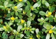 螞蚱菜是馬齒莧嗎？螞蚱菜是什么樣子的