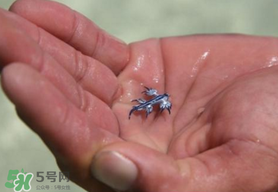 海蛞蝓可以當(dāng)寵物養(yǎng)嗎？ 海蛞蝓多少錢一只？