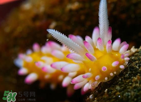 海蛞蝓可以當(dāng)寵物養(yǎng)嗎？ 海蛞蝓多少錢一只？
