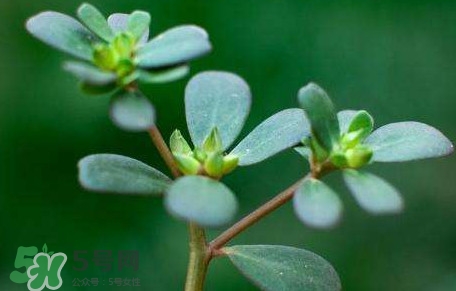 螞蚱菜對(duì)人體有哪些好處？螞蚱菜不能和什么一起吃