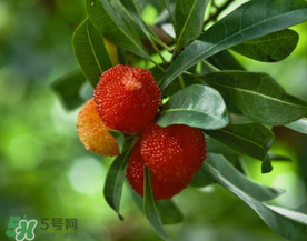 七月份還有楊梅嗎？7月份楊梅哪里有？