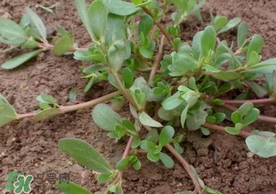 螞蚱菜怎么吃？螞蚱菜怎么做好吃