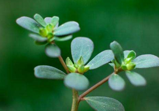 螞蚱菜洗好后怎么保存？剛采的螞蚱菜能存放幾天