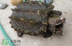 鱷龜是深水龜嗎？鱷魚龜是淡水龜還是海水龜