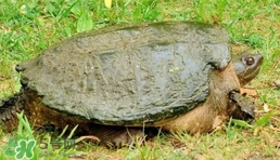 鱷龜是保護動物嗎？鱷龜是外來物種嗎