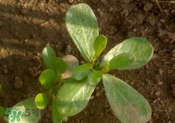 螞蚱菜洗好后怎么保存？剛采的螞蚱菜能存放幾天