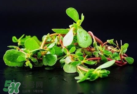 螞蚱菜是馬齒莧嗎？螞蚱菜是什么樣子的
