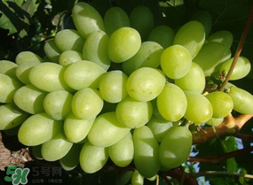 青提上有黑點(diǎn)怎么回事？青提長斑點(diǎn)是什么原因？