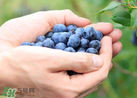 藍(lán)莓什么品種好？盆栽藍(lán)莓什么品種好？
