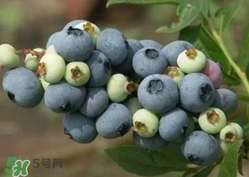 藍(lán)莓什么品種好？盆栽藍(lán)莓什么品種好？