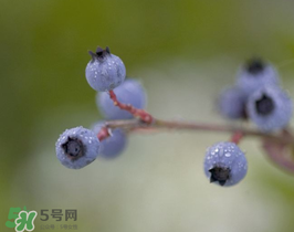 野生藍(lán)莓多少錢(qián)一斤？野生藍(lán)莓多少錢(qián)一箱？