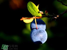野生藍(lán)莓多少錢(qián)一斤？野生藍(lán)莓多少錢(qián)一箱？