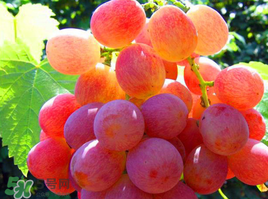 紅提可以放冰箱嗎？紅提放冷庫(kù)怎么保存？