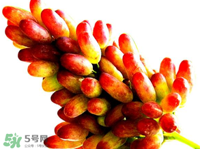 美人指葡萄多少錢一斤？美人指葡萄是轉基因嗎？